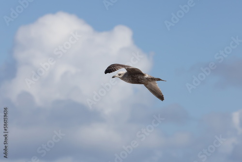 Seagulls in flight over Walcott Coast Norfolk UK