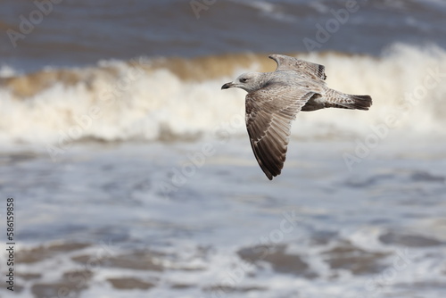 Seagulls in flight over Walcott Coast Norfolk UK
