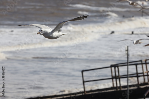 Seagulls in flight over Walcott Coast Norfolk UK