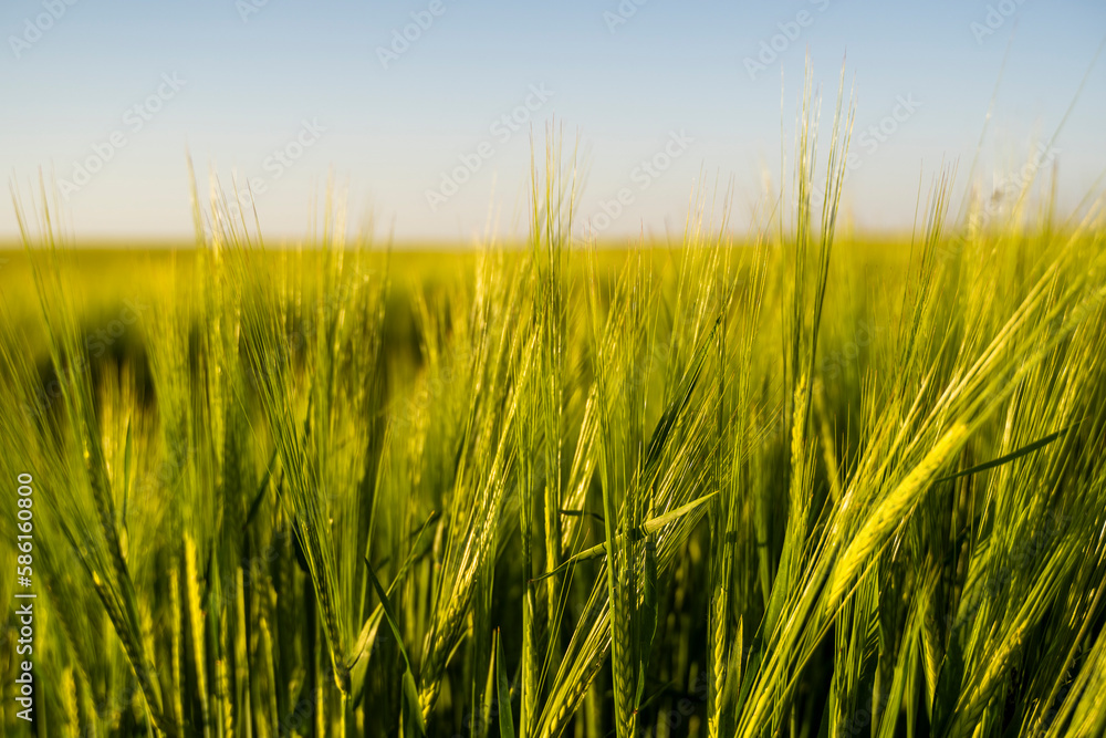 Green ears of barley. Agriculture. The concept of agriculture, healthy eating, organic food.