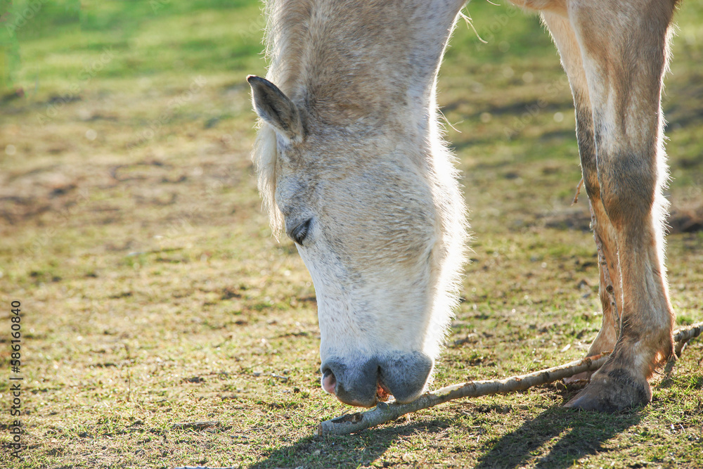 Fototapeta premium White horse nibbles branches, outdoor