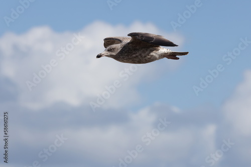 Seagulls in flight over Walcott Coast Norfolk UK