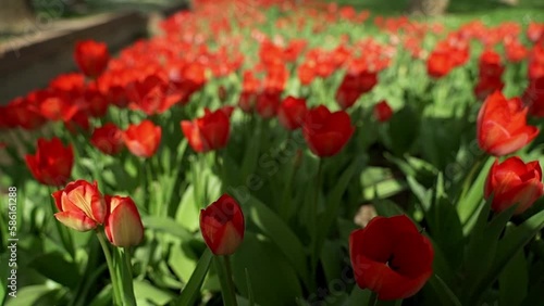 slow motion panorama and selective focus of the gardens with red and white tulips in the Jose Antonio Labordeta park in Zaragoza. photo