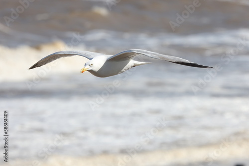 Seagulls in flight over Walcott Coast Norfolk UK