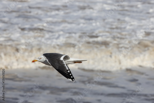 Seagulls in flight over Walcott Coast Norfolk UK