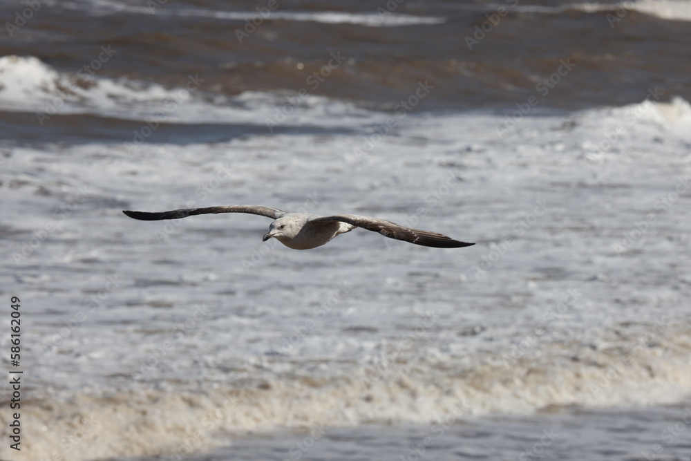 Seagulls in flight over Walcott Coast Norfolk UK Seagulls in flight over Walcott Coast Norfolk UK