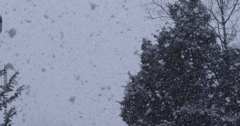 Low Angle Shot Of Snow Flakes Falling Over Tree Under Lightning In Frozen Winter Low Angle Shot Of Snow Flakes Falling Over Tree Under Lightning In Frozen Winter