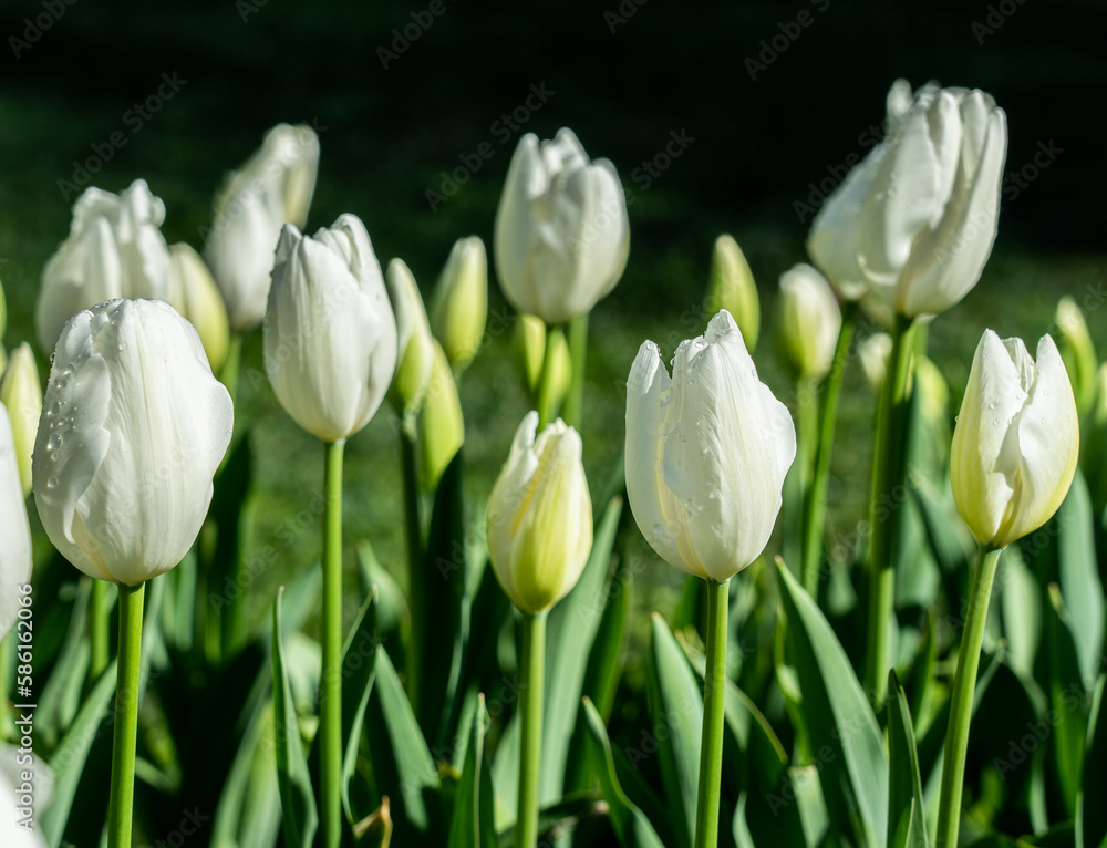 Spring photo of blooming white tulips Spring photo of blooming white tulips