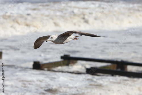 Seagulls in flight over Walcott Coast Norfolk UK