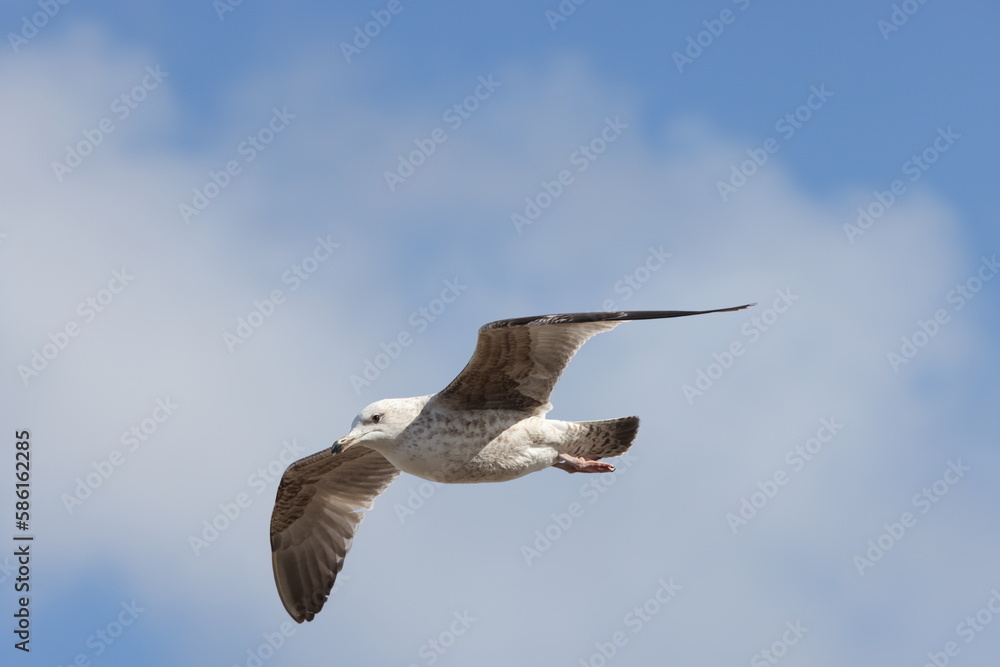 Obraz premium Seagulls in flight over Walcott Coast Norfolk UK