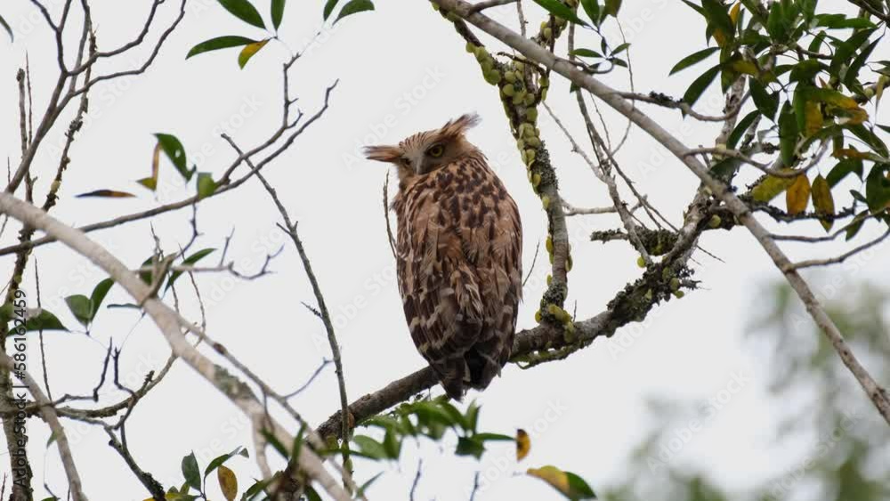 Looking straight down on its left side for a very long time, Buffy Fish Owl, Owlet, Ketupa ketupu Khao Yai National Park, Thailand. Looking straight down on its left side for a very long time, Buffy Fish Owl, Owlet, Ketupa ketupu Khao Yai National Park, Thailand.