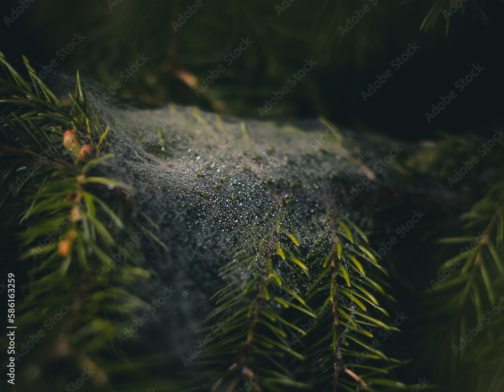 christmas branches