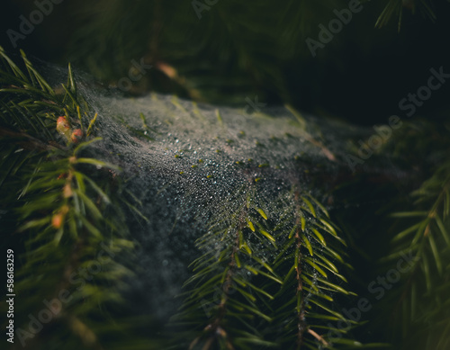 christmas branches