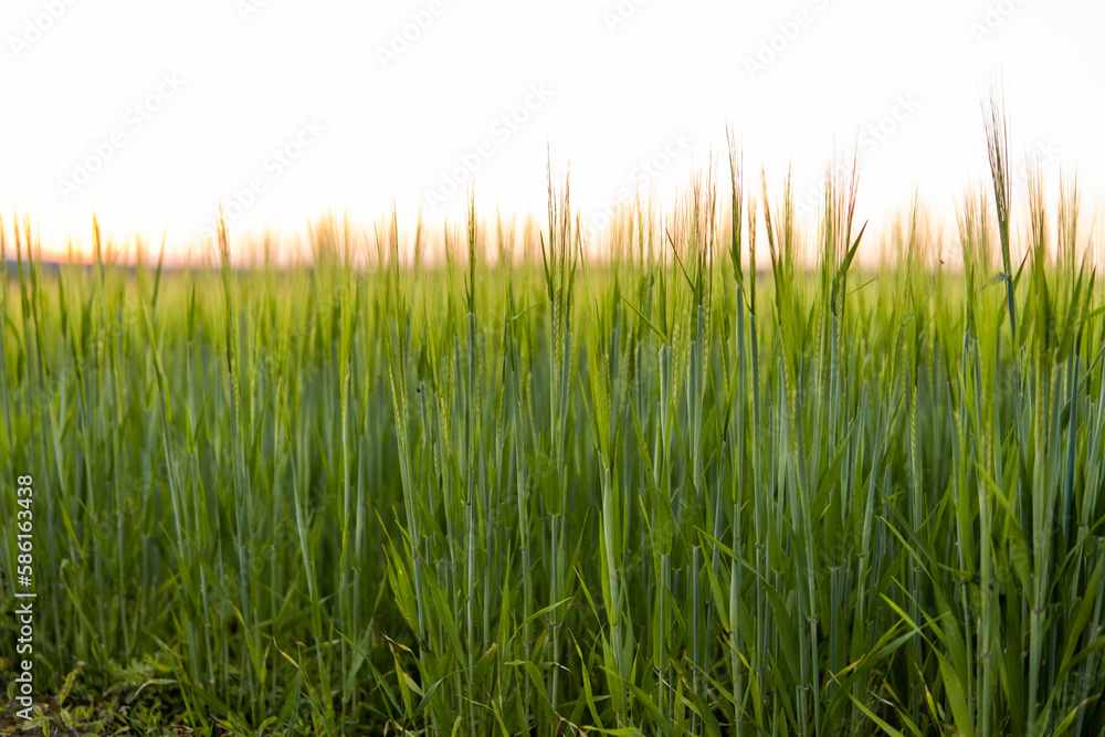 Fototapeta premium Green barley field in spring. Amazing rural landscape. Sun over fields of ripening barley.