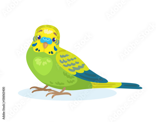 One small green budgerigar sits. In cartoon style. Isolated on white background. Vector flat illustration