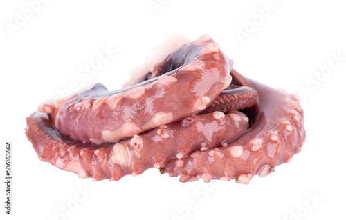 Squid tentacles isolated on white background. Fresh raw gigant squid.