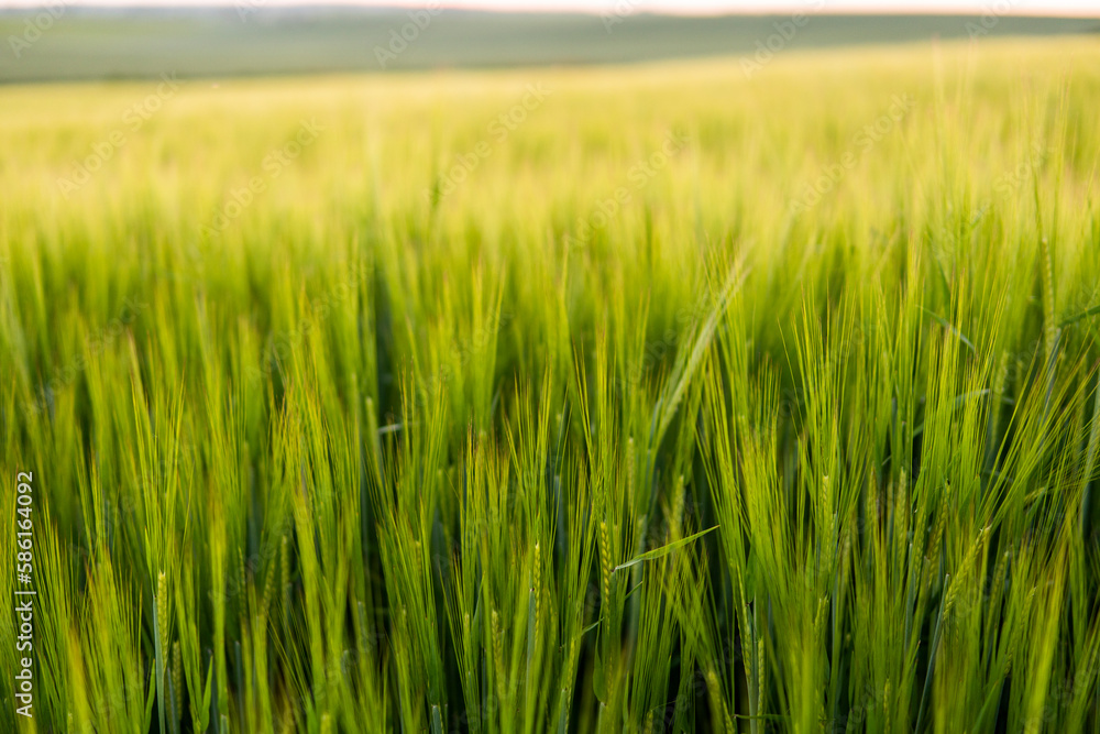 Green barley field in spring. Amazing rural landscape. Sun over fields of ripening barley. Green barley field in spring. Amazing rural landscape. Sun over fields of ripening barley.