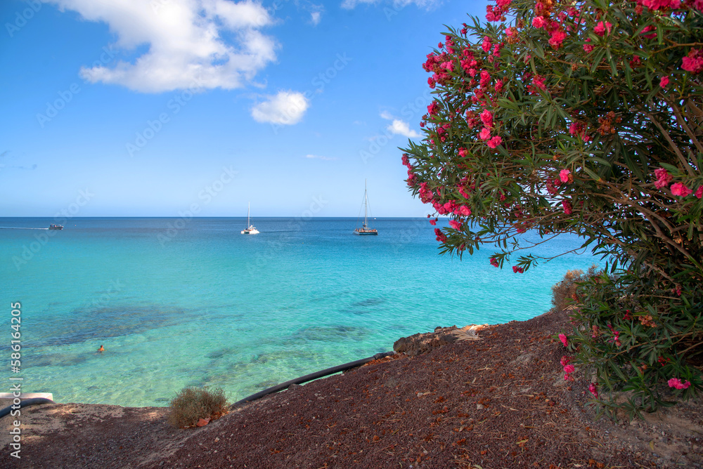 Vista desde un mirador con flores del mar turquesa cristalino con barcos navegando en Fuerteventura en un día soleado de verano con cielo azul claro en las Islas Canarias.
