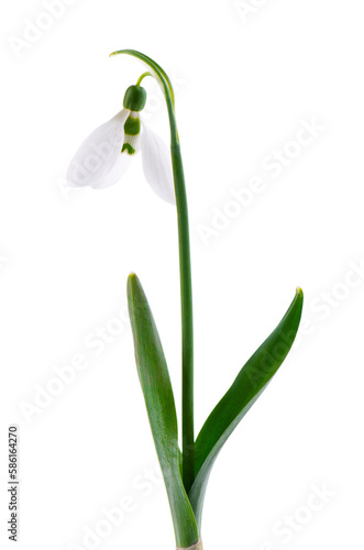 Wallpaper Mural Snowdrop flowers isolated on white background. Beautiful spring flowers. Torontodigital.ca