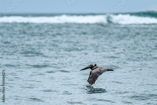 Brown Pelican - Pelecanus occidentalis, large water bird fishing on the Americas Pacific and Atlantic coasts, Cambutal, Panama.