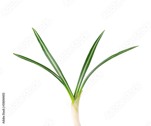 Wallpaper Mural Crocus leaves isolated on white background. Torontodigital.ca