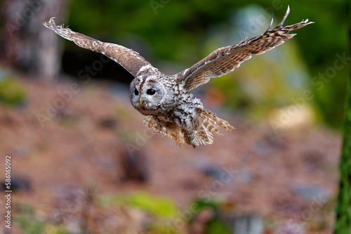 Little Owl (Athene noctua) nocturnal bird flying at dawn hunting for prey on Czech Republic countryside in Europe