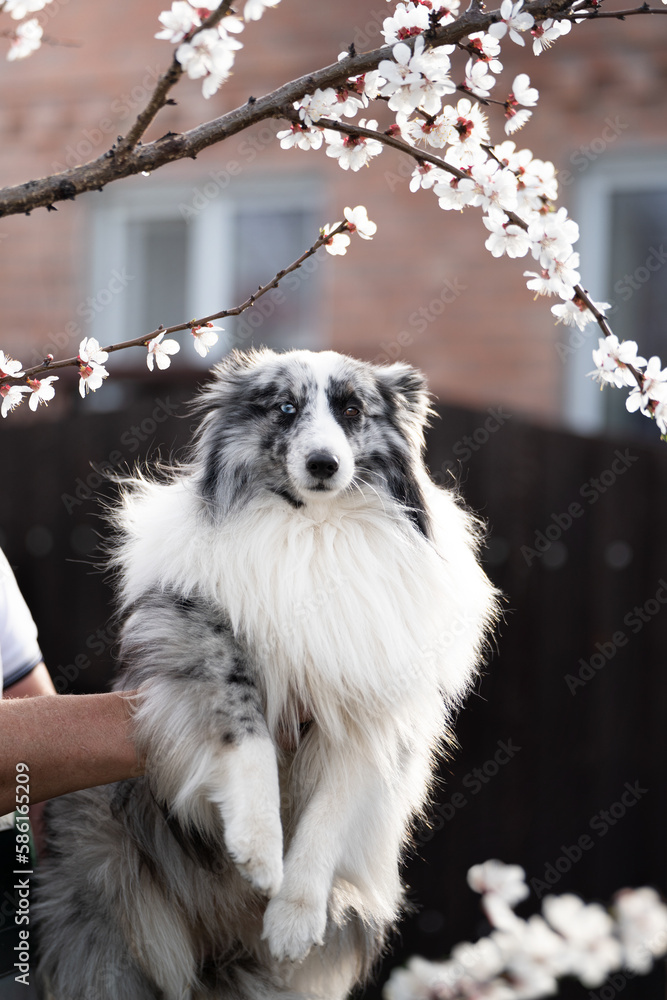 Obraz premium dog in flowers