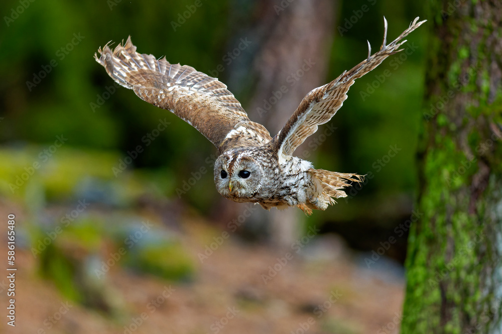 Fototapeta premium Little Owl (Athene noctua) nocturnal bird flying at dawn hunting for prey on Czech Republic countryside in Europe