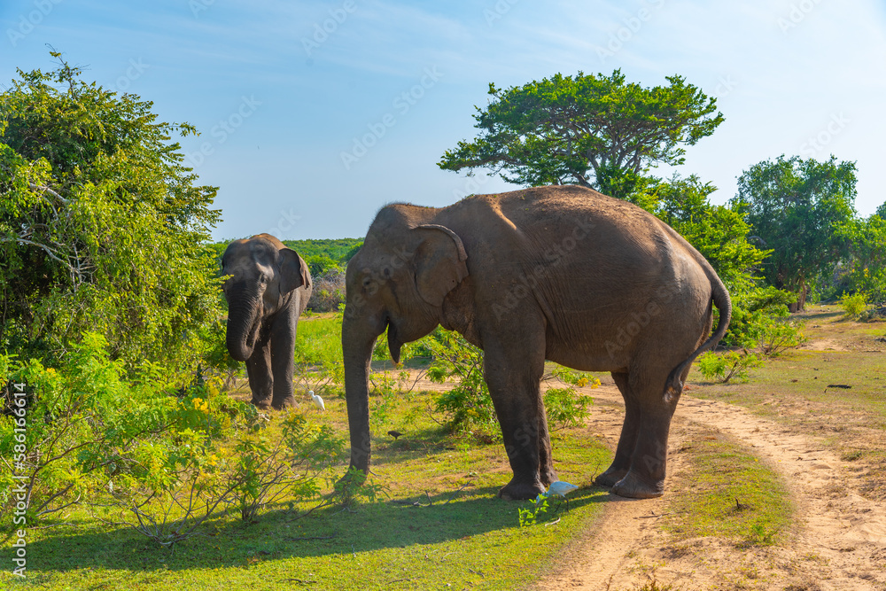 Asian elephants at Bundala national park in Sri Lanka - obrazy, fototapety, plakaty 