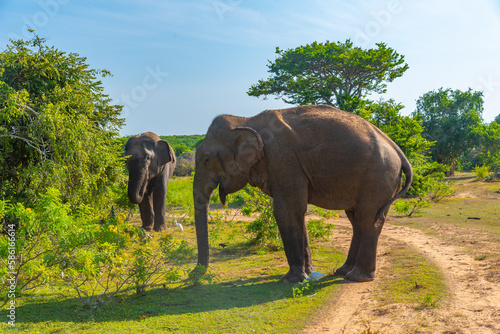 Photography Asian elephants at Bundala national park in Sri Lanka