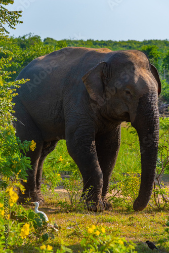 Asian elephants at Bundala national park in Sri Lanka photo