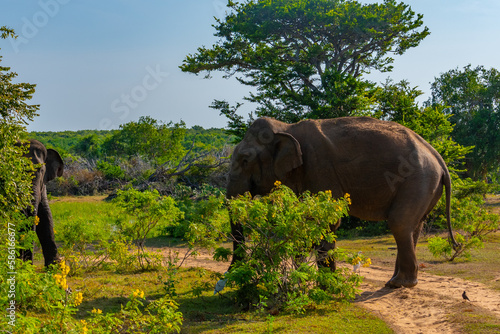 Asian elephants at Bundala national park in Sri Lanka photo