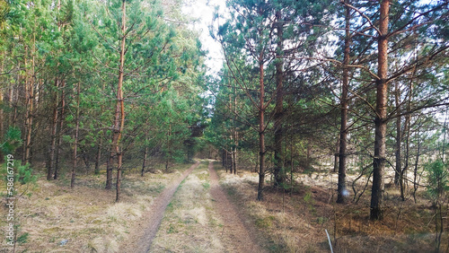 road for cars in the forest.