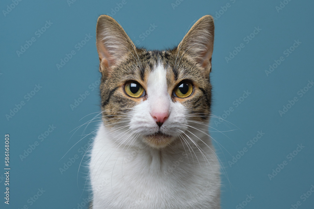Domestic cat in studio looking at camera Domestic cat in studio looking at camera