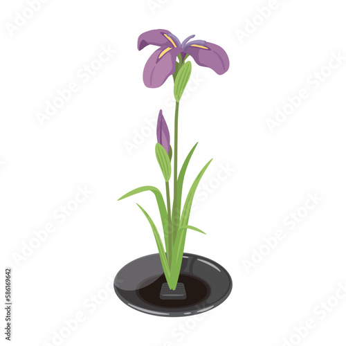 花菖蒲　紫　生花