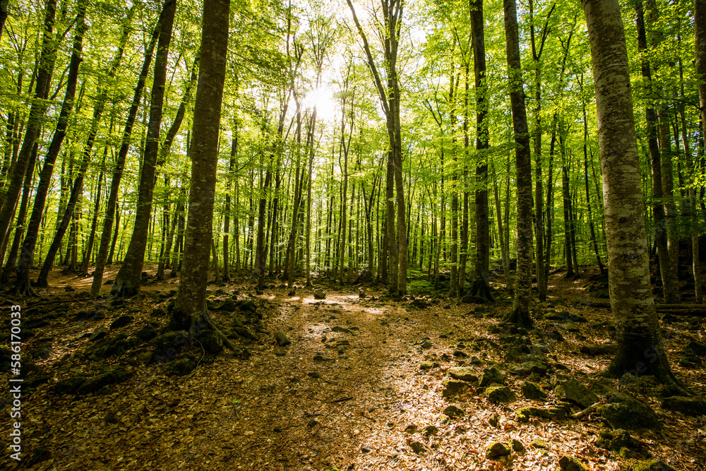 Obraz premium Spring sunrise in La Fageda D En Jorda Forest, La Garrotxa, Spai