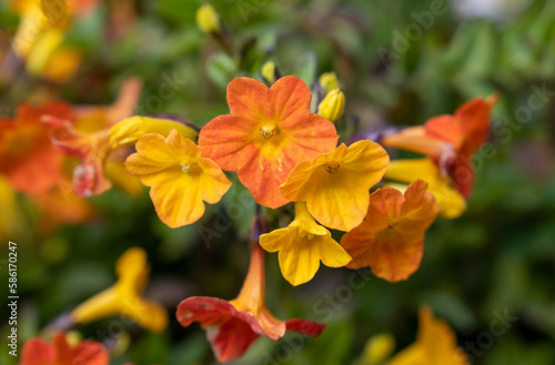 Streptosolen jamesonii, the marmalade bush or fire bush blooming in the greenhouse in springtime © vadiml