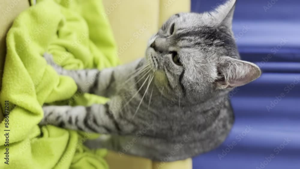 vertical ugc video of hilarious moment of Male cat humps blanket doing a step dance on . With