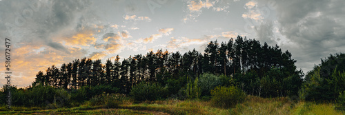 Pine row guarding the sky
