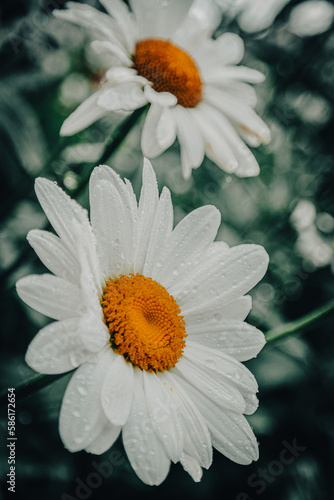 Dialogue of two white daisies