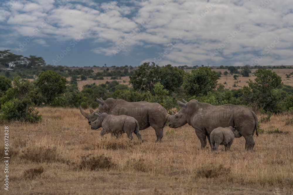 Fototapeta premium White Rhinoceros, Lake Nakuru National Park, Kenya, Ceratotherium simum