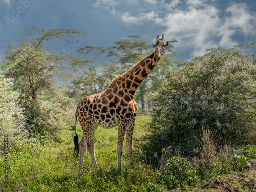 Giraffe in front Amboseli national park Kenya masai mara.(Giraffa reticulata) sunset.