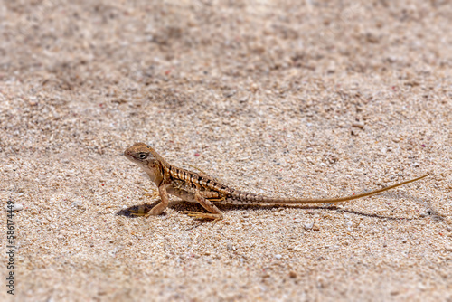 Chalarodon madagascariensis, endemic species of Malagasy terrestrial iguanian lizard, Nosy Ve, Madagascar wildlife animal photo