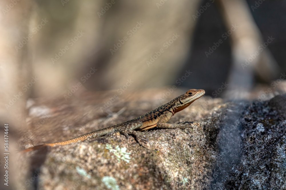 Grandidier's Madagascar swift (Oplurus grandidieri), endemicspecies of saxicolous, rock dwelling lizard in the family Opluridae. Anja Community Reserve. Madagascar wildlife animal Grandidier's Madagascar swift (Oplurus grandidieri), endemicspecies of saxicolous, rock dwelling lizard in the family Opluridae. Anja Community Reserve. Madagascar wildlife animal