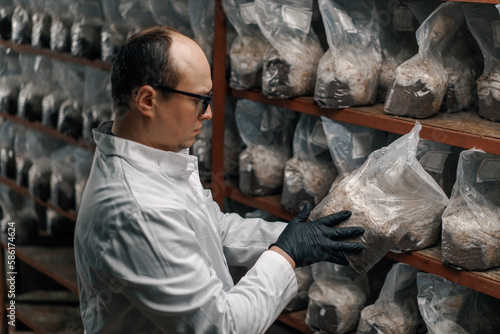 Mushroom farm scientist-mycologist  grows and tests mushrooms in plastic bags growing organic food photo