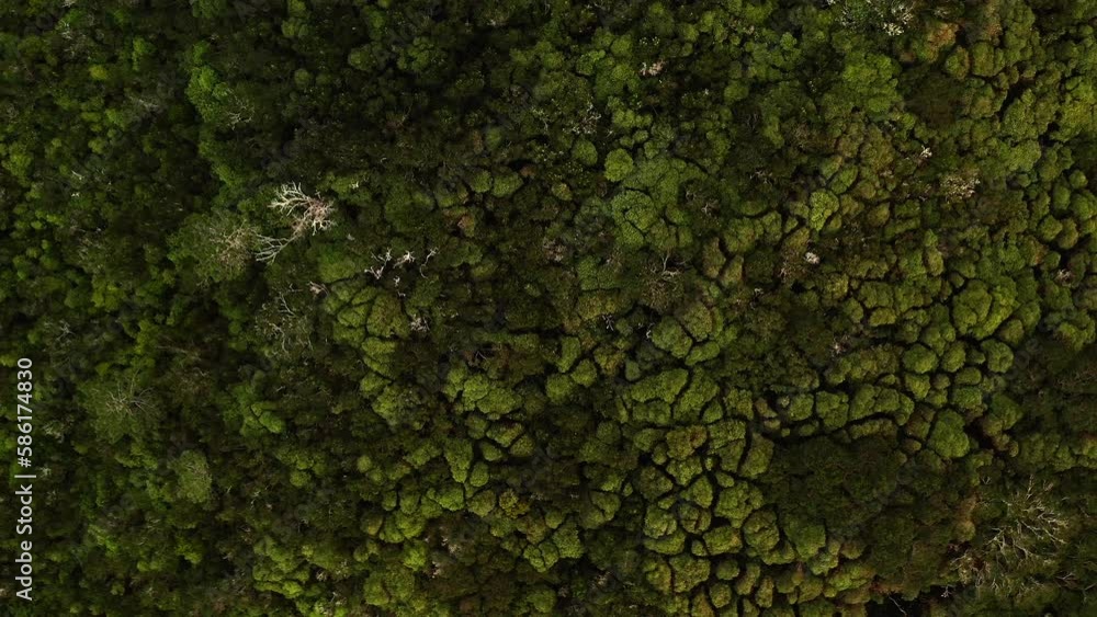 Aerial view topdown wooden trees Pico island in Azores Aerial view topdown wooden trees Pico island in Azores