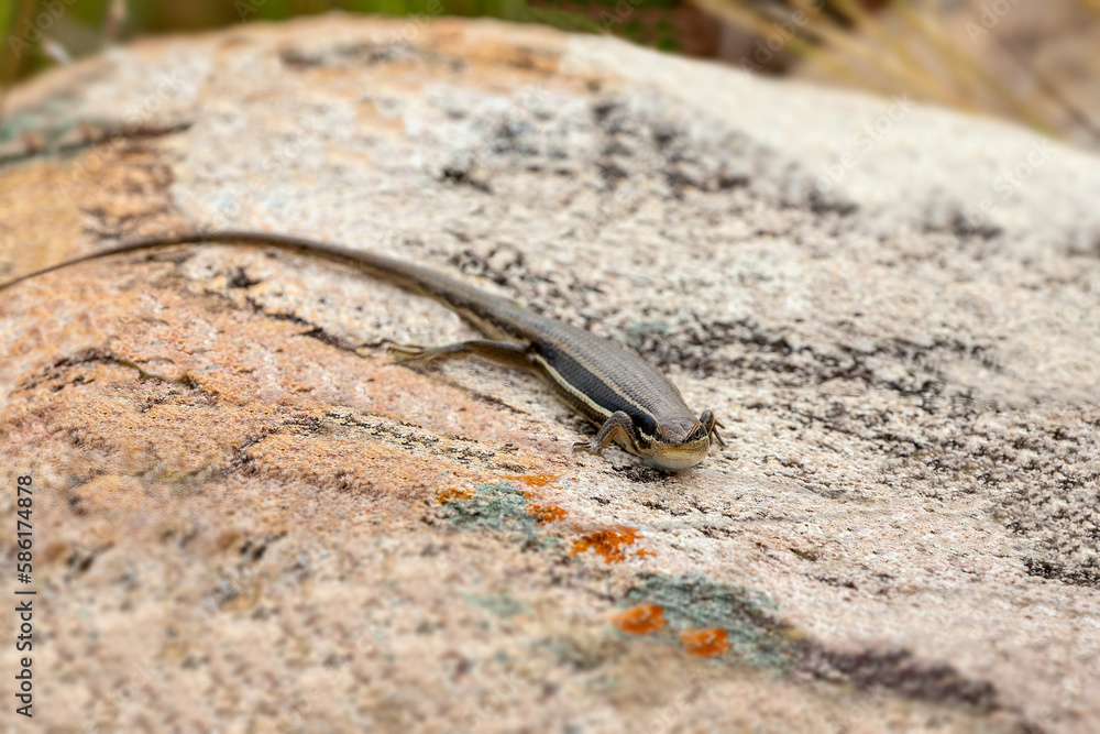 Trachylepis gravenhorstii, also known commonly as Gravenhorst's mabuya, endemic species of skink, a lizard in the family Scincidae. Andringitra National Park. Madagascar wildlife Trachylepis gravenhorstii, also known commonly as Gravenhorst's mabuya, endemic species of skink, a lizard in the family Scincidae. Andringitra National Park. Madagascar wildlife