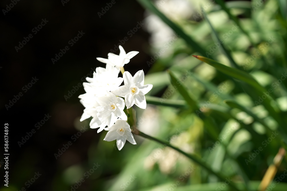 Obraz premium 早春に咲く水仙の花