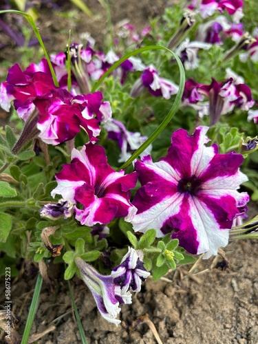 flowers in the garden , petunia flowers with pink and white strips