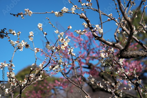 梅の花・春の誘い